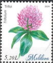 Trifolium