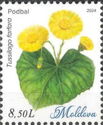Coltsfoot (Tussilago farfara)