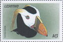 Tufted Puffin (Lunda cirrhata)