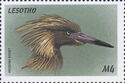 Reddish Egret (Egretta rufescens)