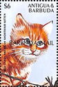 Red Tabby American Shorthair - Overprinted