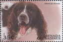 Springer Spaniel (Canis lupus familiaris)