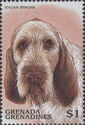 Italian Spinone (Canis lupus familiaris)