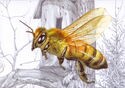 Apis mellifera