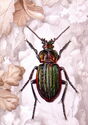 Golden Bog Groundbeetle (Carabus nitens)