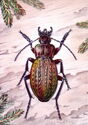 Ground Beetle (Carabus cancellatus)