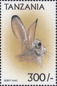 Black-tailed jackrabbit (Lepus californicus)