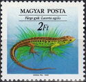 Sand Lizard (Lacerta agilis)