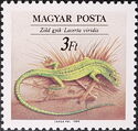 Green Lizard (Lacerta viridis)