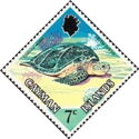 Green Sea Turtle (Chelonia mydas)