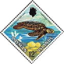 Hawksbill Turtle (Eretmochelys imbricata)