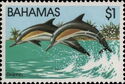 Common Dolphin (Delphinus delphis)