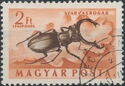 Stag Beetle (Lucanus cervus)