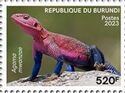 Mwanza flat-headed rock agama (Agama mwanzae)