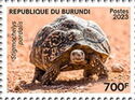 Leopard tortoise (Stigmochelys pardalis)