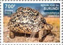 Leopard tortoise (Stigmochelys pardalis)