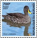 Yellow-billed duck (Anas undulata)