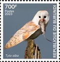 Barn owl (Tyto alba)
