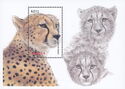 Cheetah (Acinonyx jubatus)
