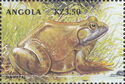 American Bullfrog (Rana catesbeiana)