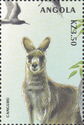 Eastern Grey Kangaroo (Macropus giganteus)