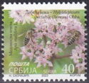 Butterfly Stonecrop (Hylotelephium spectabile) 2023 Imprint