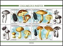 Mushrooms and Insects
