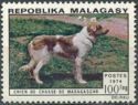 Madagascan Hunting Dog (Canis lupus familiaris)