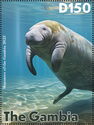 Manatees in the Gambia River