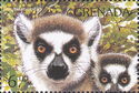 Ring-tailed Lemurs (Lemur catta)