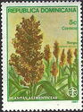 Sorghum bicolor