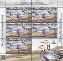 Bar-Headed Goose (Anser indicus)