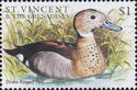 Drake Ringed Teal (Callonetta leucophrys)