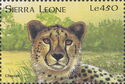 Cheetah (Acinonyx jubatus)