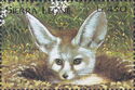 Fennec Fox (Vulpes zerda)