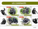 Chimpanzees