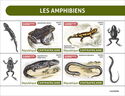 Amphibians