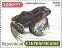 Butter Frog (Leptodactylus latrans)