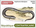 Three-toed Amphiuma (Amphiuma tridactylum)