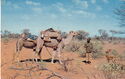 A Pitjandjara Tribesman and his Camels near Angas Downs, Central Australia