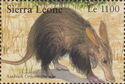 Aardvark (Orycteropus afer)