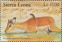 Impala (Aepyceros melampus)