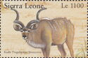 Kudu (Tragelaphus strepsiceros)