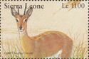 Western Oribi (Ourebia ourebi)