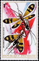Wasp (Archibracon fasciatus)