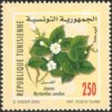 Arabian Jasmine (Jasminum sambac)