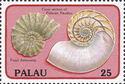 Fossil Ammonite and Cross Section of Palauan Nautilus