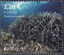Neptune Grass (Posidonia oceanica)