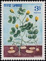 Peanut (Arachis hypogaea)