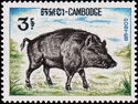 Wild Boar (Sus scrofa) 